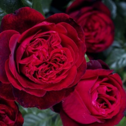 Admiral ® – Bild 2