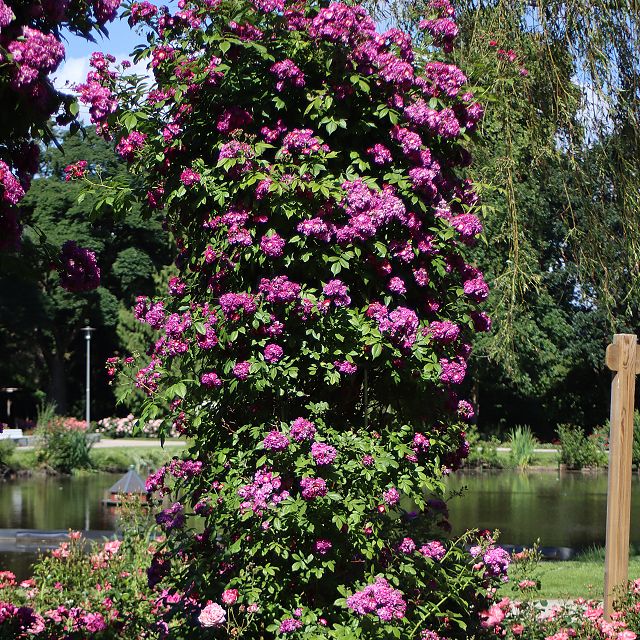 Perennial Blue ® – Bild 2