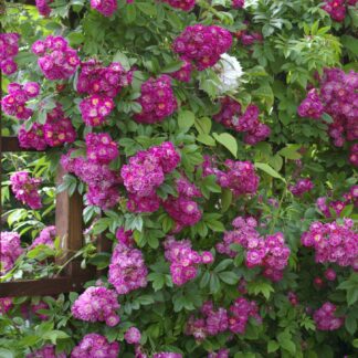 Perennial Blue ®
