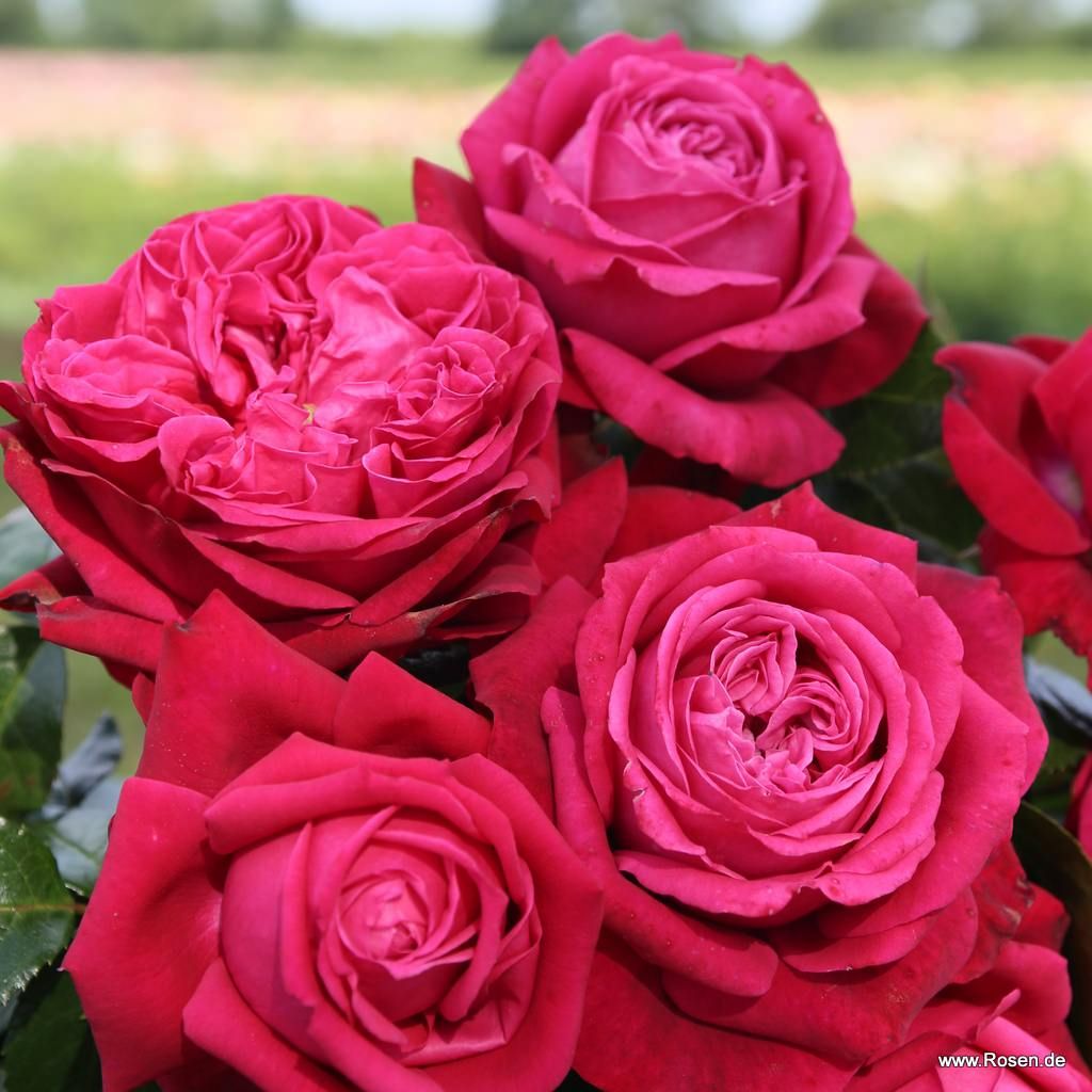 Ruby Kiss ® – Bild 5
