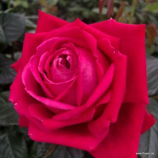 Ruby Kiss ®