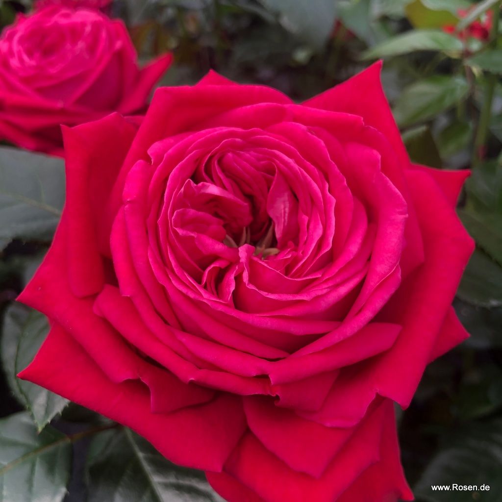Ruby Kiss ® – Bild 4