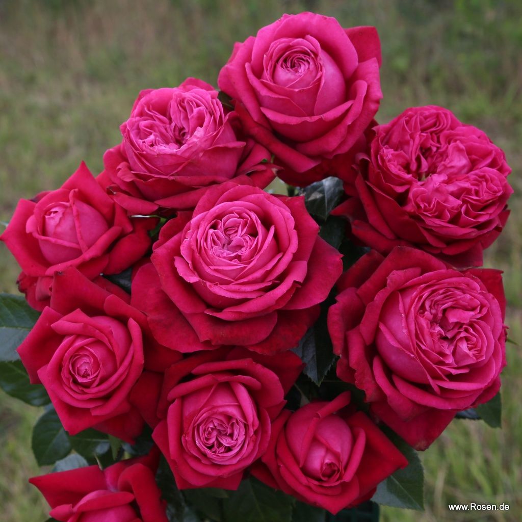 Ruby Kiss ® – Bild 3