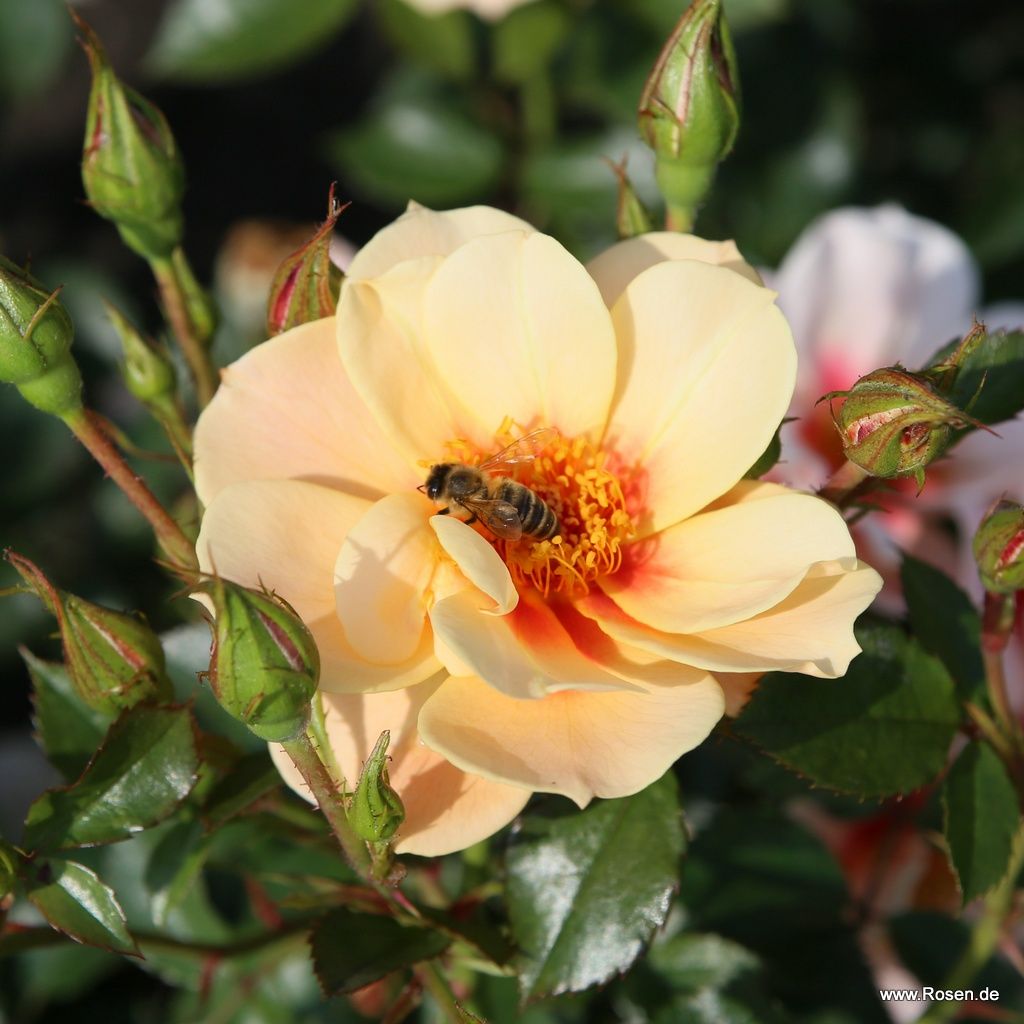 SEE YOU in apricot ® – Bild 5
