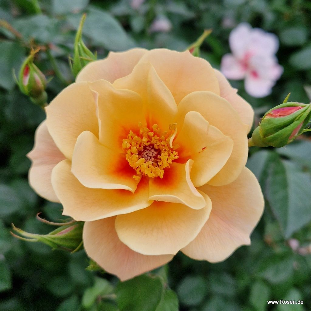 SEE YOU in apricot ® – Bild 4