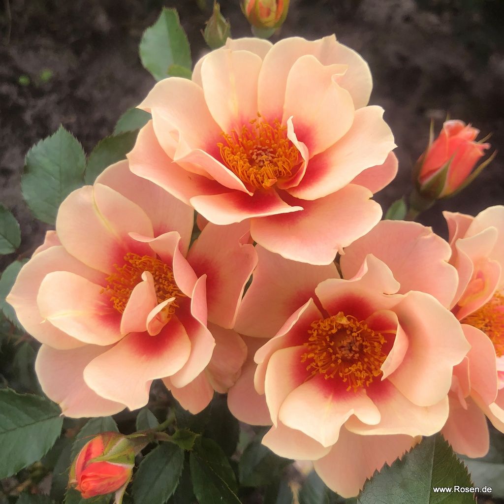 SEE YOU in apricot ® – Bild 3