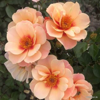 SEE YOU in apricot ®