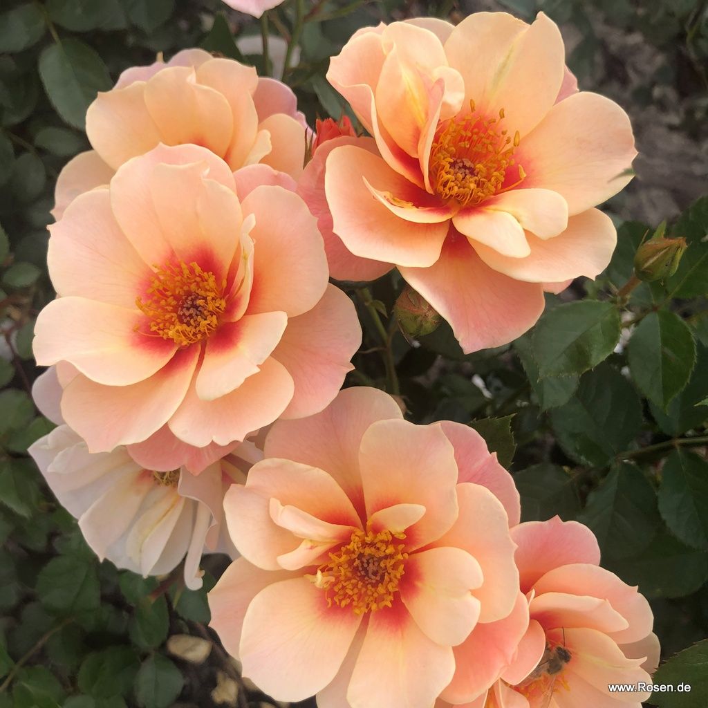 SEE YOU in apricot ®